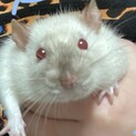 ファンシーラット オス
