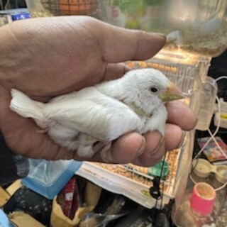 １月生まれの、白文鳥ひな１羽の里親さん募集