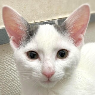 灰白模様の4ヶ月の男の子