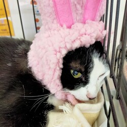 川口Cats保護猫譲渡会 サムネイル1