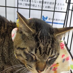 川口Cats保護猫譲渡会 サムネイル2
