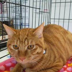 川口Cats保護猫譲渡会 サムネイル3