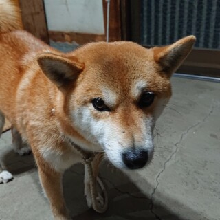 穏やかで賢い犬です！里親決まりました。