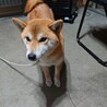 穏やかで賢い犬です！里親決まりました。 サムネイル2