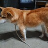 穏やかで賢い犬です！里親決まりました。 サムネイル3