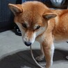 穏やかで賢い犬です！里親決まりました。 サムネイル4
