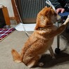穏やかで賢い犬です！里親決まりました。 サムネイル5