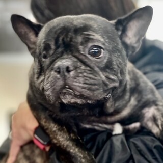 24-W02　生まれつきの片眼のフレブルちゃん