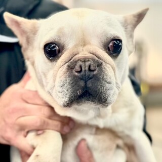 24-W03　ブヒブヒ可愛いフレブルちゃん♪