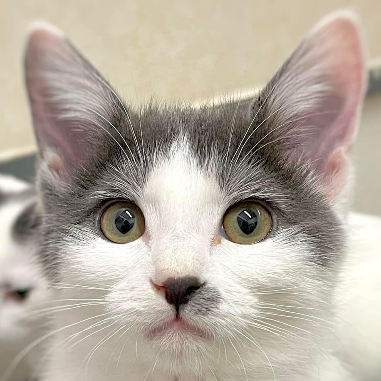 グレー白のハチワレ男の子」北海道 - 猫の里親募集(482917) 1枚目の