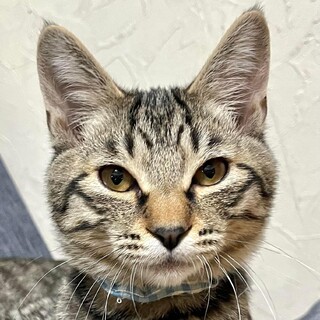 ヤンチャで元気なキジトラ4ヶ月！