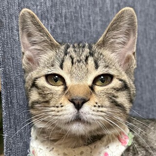 可愛いキジトラ女の子4ヶ月！