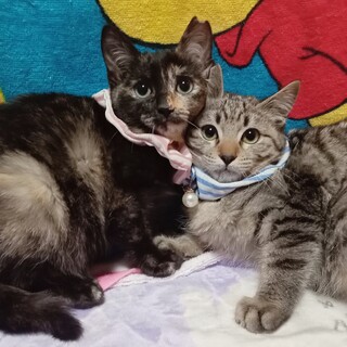 兄妹2人で頑張って生き延びました。不妊手術済！