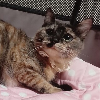 丸顔サビちゃん★人慣れ修行中、不妊手術済