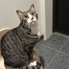 の写真