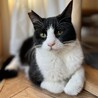 白黒ハチワレの男の子♡ずっとのおうちを探しています サムネイル2