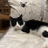 白黒ハチワレの男の子♡ずっとのおうちを探しています サムネイル3
