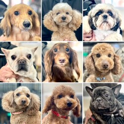 仔犬/成犬の譲渡会