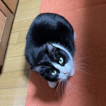no.4 マイペースなくまは勢力争いなんて関係ない！だって…ブチコファミリーだから（＾∇＾）