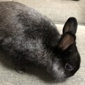 ネザーランドドワーフ　オス