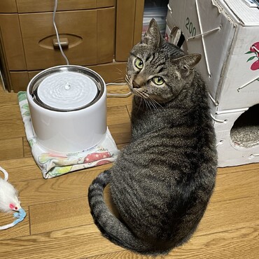 no.1 雹にマウントしてるけどそれ以外引きこもり(･_･; 存在感のために仮病と本病の狭間でゆれる(;´д｀)猫あるあるだけど厄介な性格は対応が難しい(~_~;)