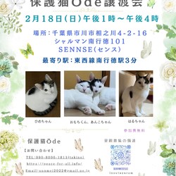 保護猫　Ödeアード譲渡会