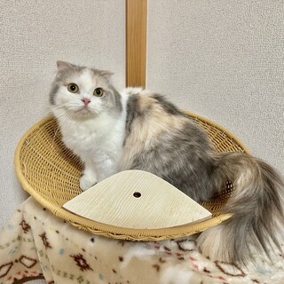 スコティッシュの女の子