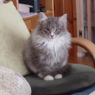 グレーのもふもふちゃんです