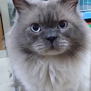 ラグドール（？）のレイちゃん里親さん募集です。