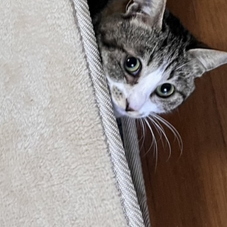 猫も人間も大好きな甘えん坊の女の子