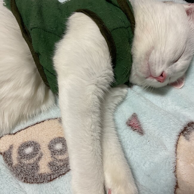 ぶーちゃん1118のカバー写真