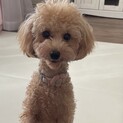 トイプードル　一才の女の子　はるちゃん