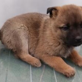 緊急‼️ 子犬が収容されてます❗️