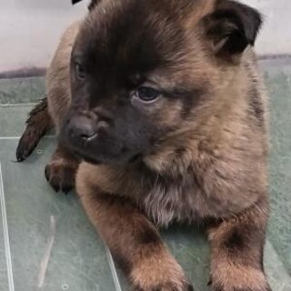 緊急❗️子犬が収容されています‼️