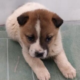 緊急❗️子犬が収容されています‼️