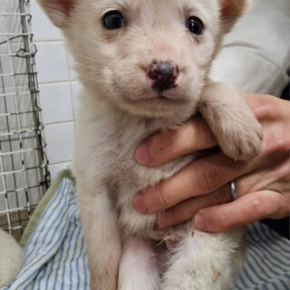 緊急❗️沢山の子犬が収容されています‼️