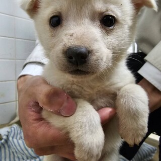 緊急❗️沢山の子犬が収容されています‼️