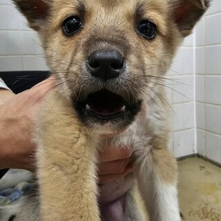 緊急❗️沢山の子犬が収容されています‼️