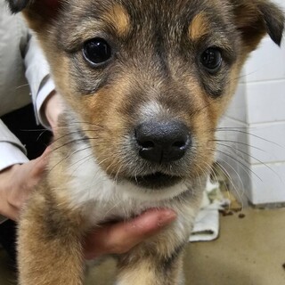 緊急❗️沢山の子犬が収容されています‼️