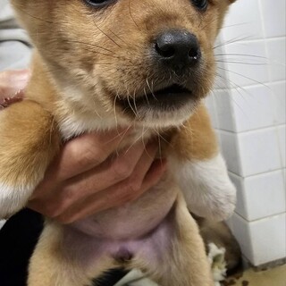 緊急❗️沢山の子犬が収容されています‼️