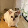 いけニャンなしゅん君　トライアル決定 サムネイル2