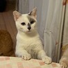 いけニャンなしゅん君　トライアル決定 サムネイル3