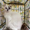 いけニャンなしゅん君　トライアル決定 サムネイル5
