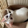 いけニャンなしゅん君　トライアル決定 サムネイル6
