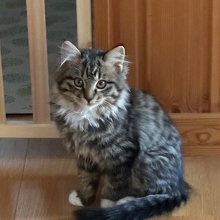 キジトラのもふもふクンです