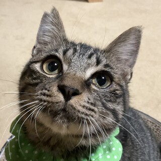 生後7ヶ月、とっても甘えたさんのゆずです♡