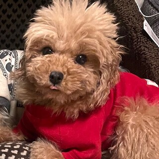 23-W415　ティーカッププードル♪