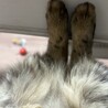 足
