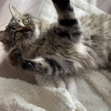 猫じゃらし