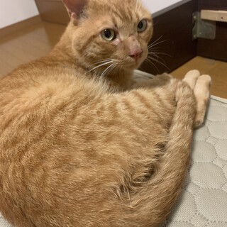 【急募】無償譲渡、去勢済み